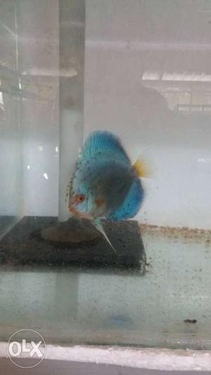 Blue diamond discus babies for sale. Home