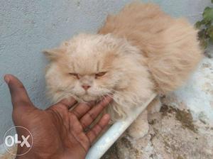 Brown Cat In Warangal
