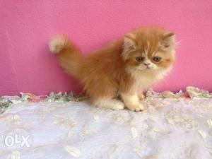 Brown mix white color persian cat and kitten