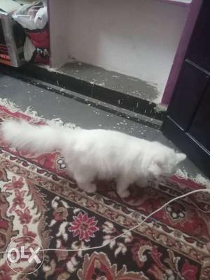 Cats persian cats heavy bone full for quality