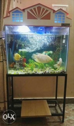Clear Aquarium With White Frame And Black Steel Stand