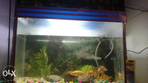 Clear Fish Tank with 8 Gold Fish. For More Detail