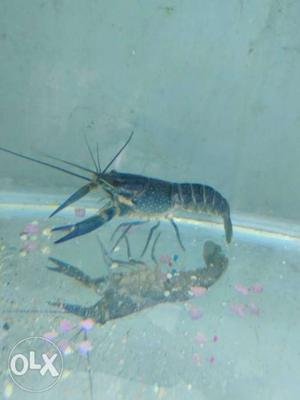 Cray fish (lobster) for sale