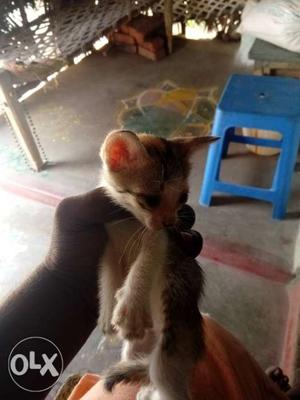 Cute cats no price free selling