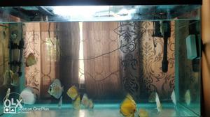 Discus Fishes Full lot