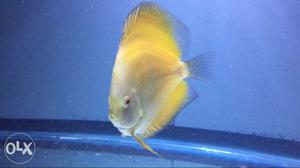 Discus for sale size is 3.5+dombivali pickup only