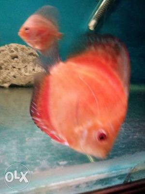 Discuss fish at cheap rate red melon 3+ inch at