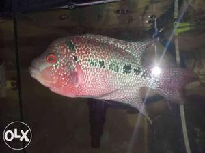 Female flowerhorn for sale 5inches