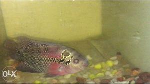 Female flowerhorn for sale at cheap price