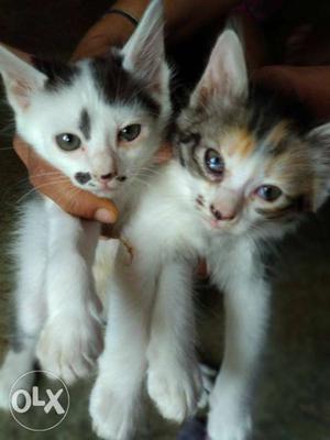 Female.kittens