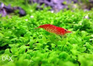 Fire red shrimp for sell 10 piece at 300 and plants