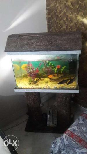 Fish Aquarium