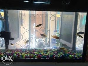 Fish Tank (Size  inches) with Black