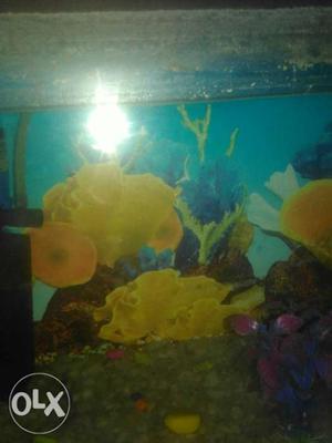 Fish aquarium new condition