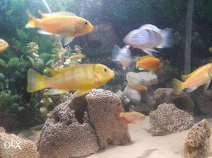 Fish cichlit 150 pair