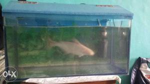 Fish tank 2x1x1 ft with shark fish 10.5inches