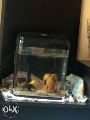 Fish tank 8 lit full kit with 2 gold fish and