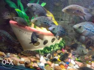 Flower Horn baby fish payer 50 rupees only,
