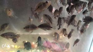 Flowerhorn baby for sale at affordable price.