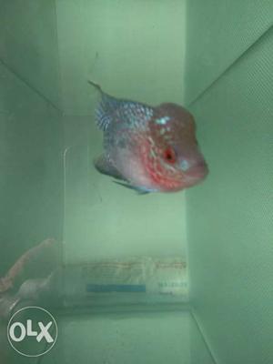Flowerhorn magma for sale. very active and good