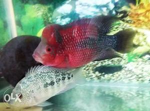 Flowerhorn pair male female