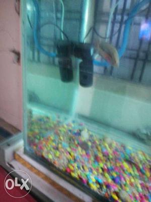 For Flowerhorn Fish 300 inches very active and healthy