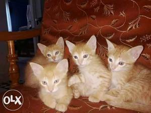 Four Orange Short-fur Tabby Cats