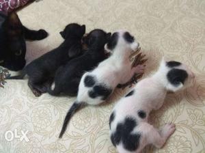 Four cute kittens for sale