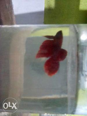 Full red veil tail for sale