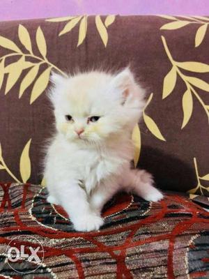 Fur White Kitten