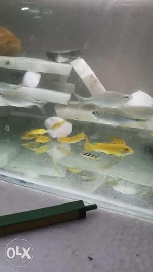 Giant danios.. size more than 2 inch..