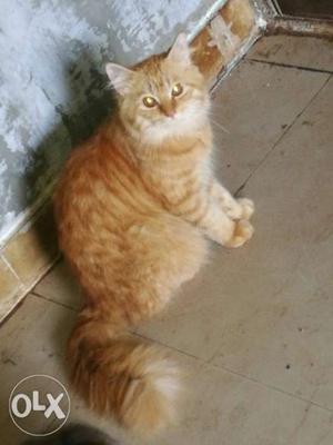 Golden male cat sell.11 months old.