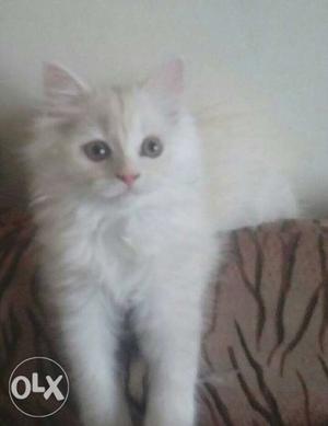Golden white Persian Female Kitten