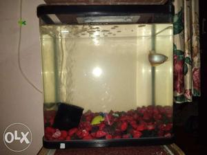 Good condition of fish tank and 11 fish for sell