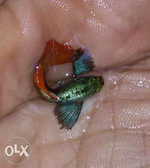 Good quality Big ear red tail Guppies for Retail and