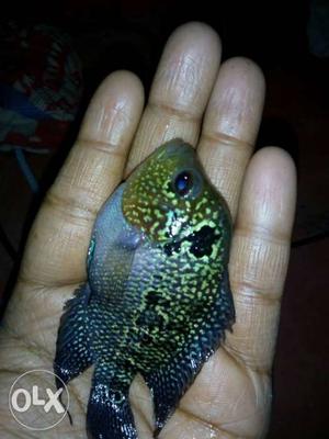 Good quality baby kamfa long body flower horn fish
