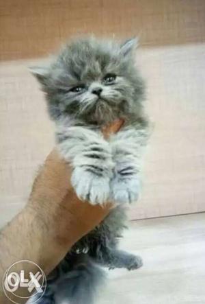 Gray Medium-fur Kitten