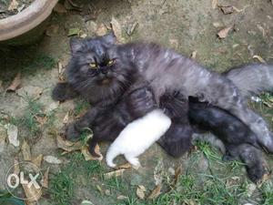 Gray Persian Cat With Kindle Of Kitten