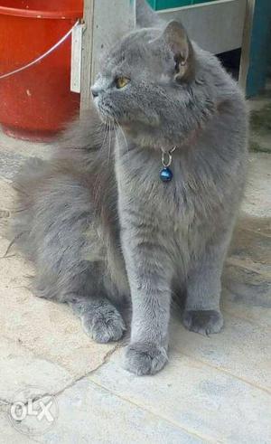 Gray Persian Cat for sale