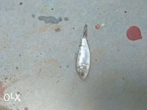 Gray Salt Water Fish