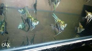 Green Marbles Angles; breeding pair for sale