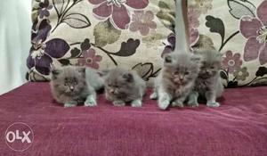 Grey Fur Kittens