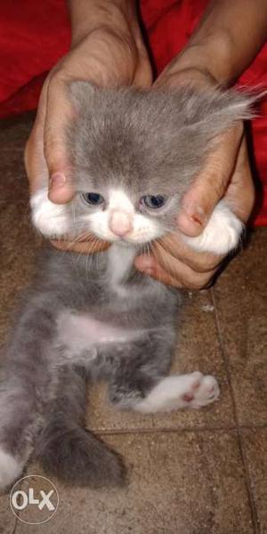 Grey and white color Persian kitten male and
