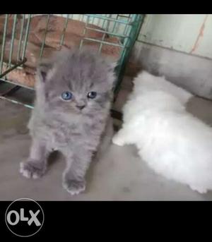 Grey persian kitten blue eyes