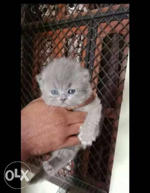 Grey persian kitten with blue eyes very small 50