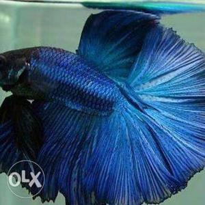 Half moon Royal blue Betta fish for sale contact