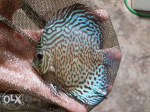 Hi Body Flora Discus Fish For Sell