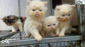 Hi i av to sell my persian kittens...if u want