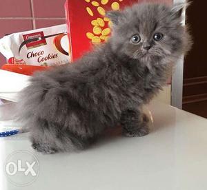 High quality persian cats and kittens available