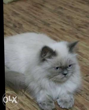 Himalayan cat male very urgent for sale